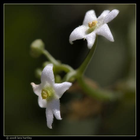 desert star vine|desert starvine tree species.